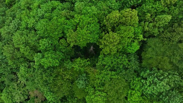 酸性雨で枯れた青々とした森の中の一本の木　空撮