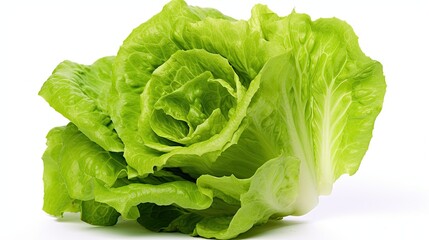 Lettuce Lactuca sativa on White background, HD