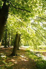 A picture clicked in The Netherlands