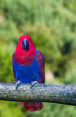 Moluccan eclectus sitting on a tree branch with blurred background, Cape Town, South Africa
