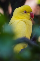 yellow Parrot with Red Beak sitting on a tree branch with blurred background, Cape Town, South Africa