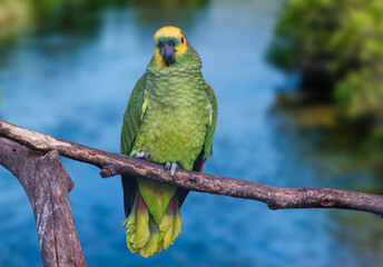 Orange-winged amazon sitting on a tree branch with blurred background, Cape Town, South Africa