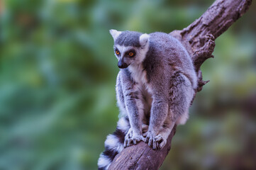 Ring-tailed Lemurs sitting on a tree branch with blurred background, Cape Town, South Africa