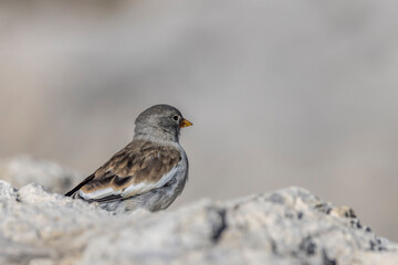 Alpine Snowfinch (Montifringilla nivalis) on a rock at high altitude in the Dolomites (Italy)