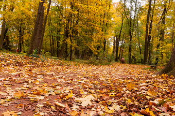 Pathway in the autumn forest.Colors of fall. Footpath in scene autumn forest nature. Vivid october day in colorful forest, maple autumn trees