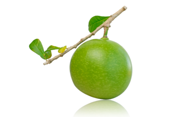 Green Calabash Cujete Crescentia fruit isolated on a white background