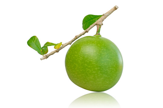 Green Calabash Cujete Crescentia fruit isolated on a white background