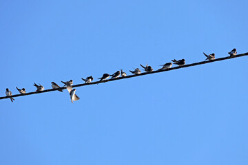 Départ des hirondelles © helenedevun