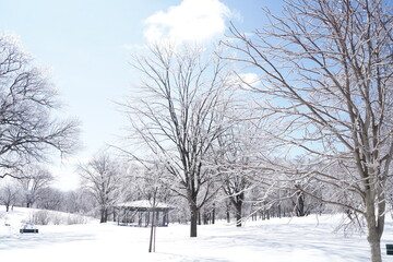 parc en hiver sous la neige 