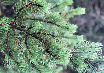 Fototapeta na wymiar Green branches of a pine tree. Close-up conifer. Fluffy fir or Christmas tree needles on blurred background