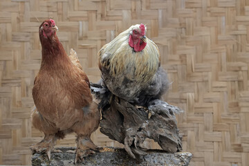A pair of Brahma chickens are resting on a rock covered with moss. This chicken with a large and...