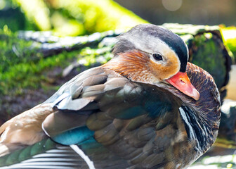 Male Mandarin Duck (Aix galericulata) at National Botanic Park, Dublin, Ireland