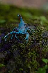 SCORPIONS FLUORESCE when exposed to ultraviolet (UV) rays, producing a bright blue -green light...