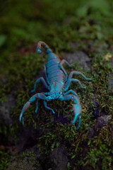 SCORPIONS FLUORESCE when exposed to ultraviolet (UV) rays, producing a bright blue -green light...