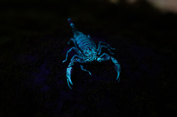 SCORPIONS FLUORESCE when exposed to ultraviolet (UV) rays, producing a bright blue -green light...