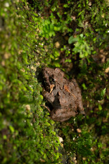 Macro photo of Small Tree Frog climbing up