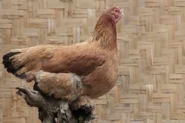 An adult female Brahma chicken is perched on a rotten tree trunk. This large and heavy body chicken...