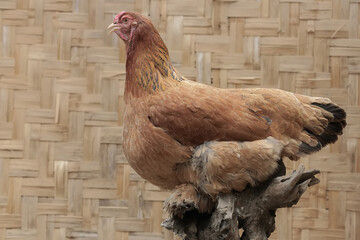 An adult female Brahma chicken is perched on a rotten tree trunk. This large and heavy body chicken...