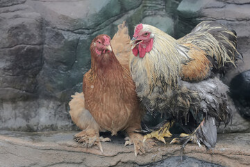 A pair of Brahma chickens are looking for food on the edge of a small pond. This chicken with a...
