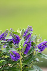 Purple hebe flowers in bloom