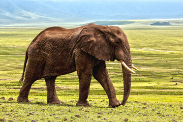 Eléphant adulte dans son élément naturel, photo en couleur.