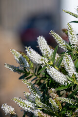 Close up of white hebe flowers in bloom