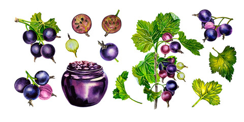Blackcurrant, set. Fresh natural health product. Watercolor illustration. Isolated. For labels, packaging and banners.