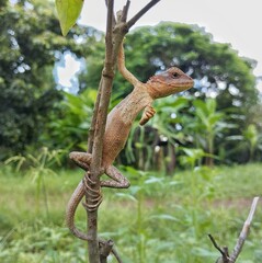 lizard on a tree