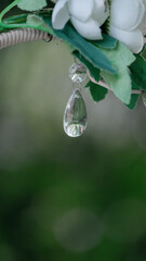 water drops on a green leaf