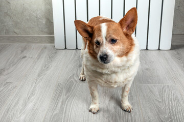 A corgi dog wrapped in a blanket warms itself near a warm radiator. rising costs of gas and electricity in winter season, dog freezing in room, warming under blanket near heating radiator Heating.