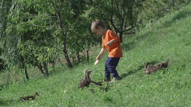 Little boy among a flock of ducklings, feeding them in the garden