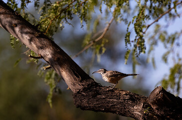 Cactus Wren with sunflower seed in its beak is perched on mesquite tree branch in Southwest