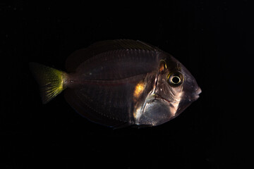 Eyestripe surgeonfish (Acanthurus dussumieri) juvenile