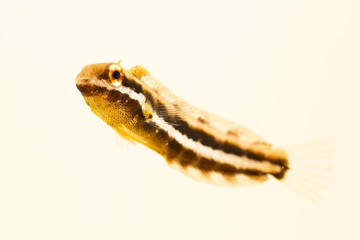 Obraz na płótnie Canvas Striped poison fang blenny mimic (Petroscirtes breviceps) juvenile