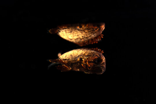 Tripletail (Lobotes surinamensis) juvenile