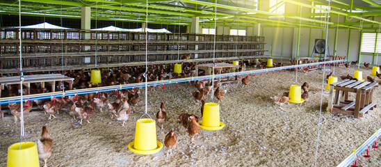 Brown Hen in organic henhouse farm close up of white board space for your name and blur background © janonkas