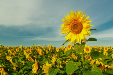 An endless field with bright yellow sunflowers on a sunny day against a blue sky a large sunflower in the foreground.
