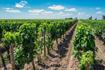 A row of grape vines growing in a vineyard - 648945260