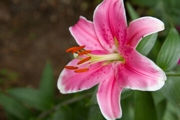 Pink Lily flower blooming in a garden in close up
