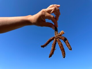 A starfish in a woman's hands. Marine animal, inhabitant of the Adriatic Sea. The girl holds a starfish with her fingers.