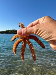 A starfish in a woman's hands. Marine animal, inhabitant of the Adriatic Sea. The girl holds a starfish with her fingers.