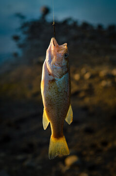 Fotograf&iacute;a de un Black Bass pescado en un lago de Espa&ntilde;a.
