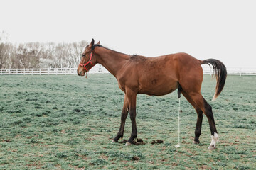 Horse urinating in a field - obrazy, fototapety, plakaty