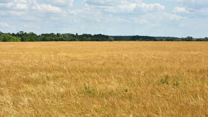ears of wheat against the yellow background of the field. The idea of a rich summer harvest, farming, agricultural industry for food. Spot focus, golden spikelets. agricultural business, wheat field.