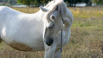 beautiful white horse on dry grass in the field. Arabian horse, white horse stands in an...