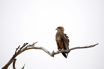 Juvenile Bateleur (Terathopius ecaudatus) on a Dead Tree-top Branch. Taita Hills, Kenya