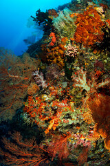 Fototapeta na wymiar Coral Reef in Misool, Raja Ampat. West Papua, Indonesia