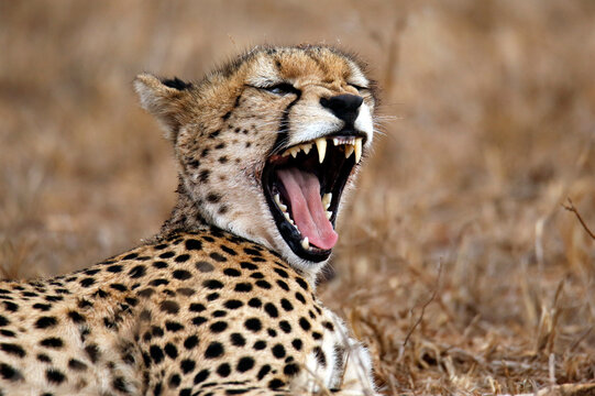 Yawning Cheetah (Acinonyx jubatus). Taita Hills, Kenya