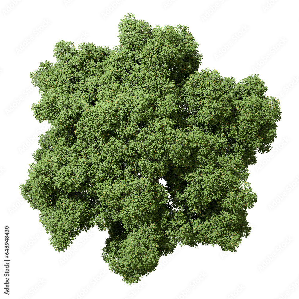Aufkleber greenery tree from above top view on transparent backgrounds 3d render png