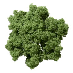 Deurstickers Greenery tree from above top view on transparent backgrounds 3d render png © Krit